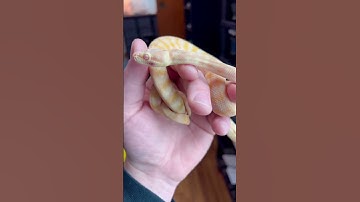 Albino Darwin Carpet Python!