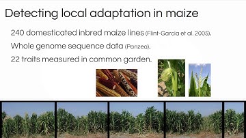 Josephs: Detecting polygenic adaptation in maize