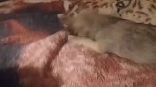 COCO FUN TIME