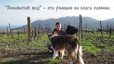 Не ругай собаку! 🐶 Как правильно хозяину наказывать щенка 🐕  Почему собака не доверяет человеку 🐩