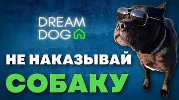 Не ругай собаку! 🐶 Как правильно хозяину наказывать щенка 🐕  Почему собака не доверяет человеку 🐩