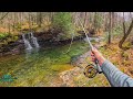 My favorite creek to trout fish fly fishing for rainbow and brook trout