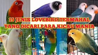 Jenis Jenis Lovebird Termahal Di Dunia