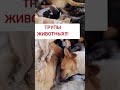 Шок! 🤯 Они едят это каждый день.Узнай правду о корме! #животные #хочуфакты #корм #кошки #шок #правда