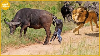 35 Moments Lion Attack Buffalo New Born Baby When Mother Buffalo Is Caught Off Guard | Animal Fight