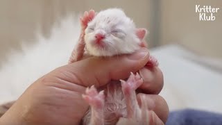 The Devil Who Almost Took This Kitten's Life Away Is Finally Revealed (Part 2) | Kritter Klub