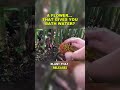 This Magical Flower Works Like a Faucet in Colombia #weirdnature #ColombiaSecrets #MagicalPlants
