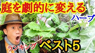【迷わず買えよ買えばわかるさ】店長が選ぶ　お庭で景観がいいハーブランキング５を発表します　見た目がすべて　感動するハーブを教えます　japan garden herbs Ranking