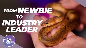 7 Levels of Ball Python Breeding | #ballpython #snake #reptiles