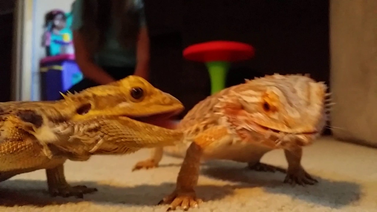 LIZARD CHASES CRICKET THEN PLOT TWIST (NOT CLICKBAIT) YouTube