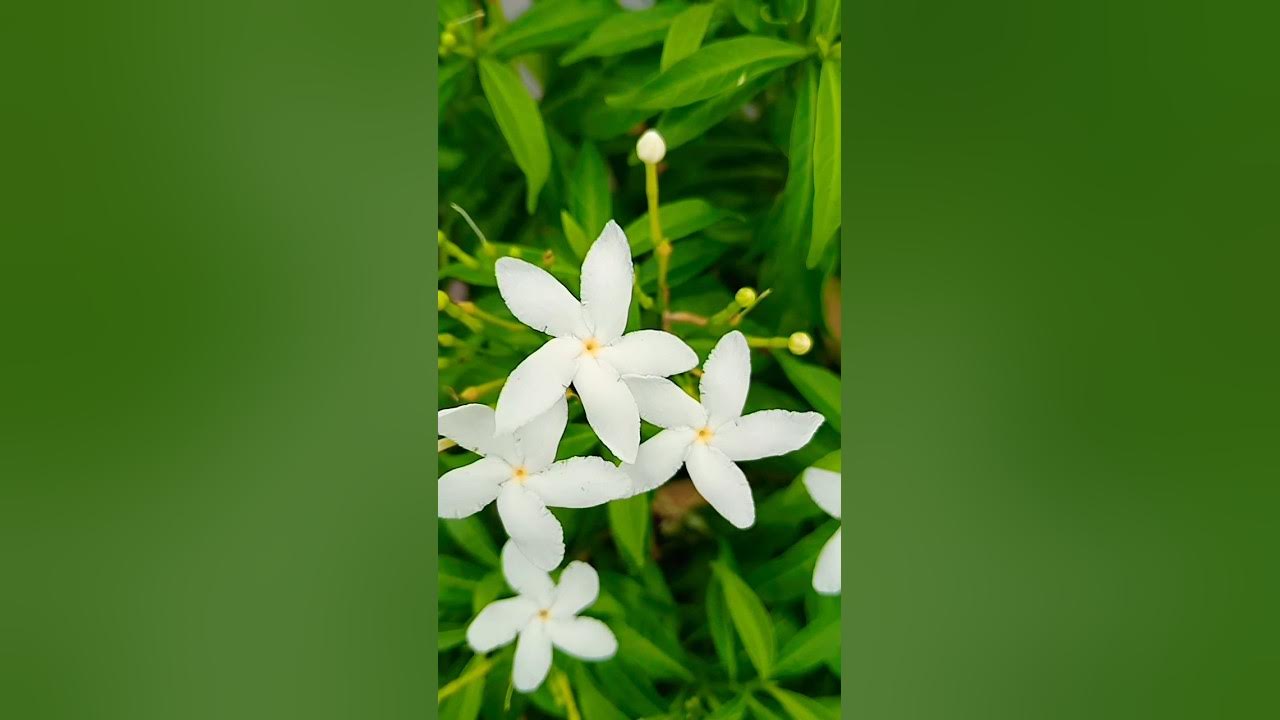 Jasmine Flowering Plant πΏ #flowers #jasmine #plants #garden #terracegarden #ytshorts #viral_shorts Jasmine Flowering Plant πΏ #flowers #jasmine #plants #garden #terracegarden #ytshorts #viral_shorts