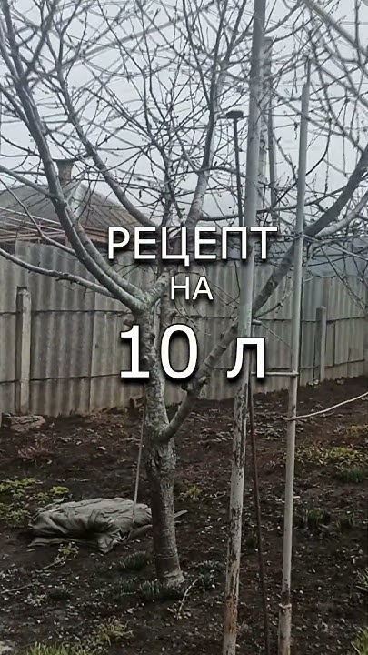 ЧЕМ ОБРАБОТАТЬ ДЕРЕВЬЯ ВЕСНОЙ?#обработка деревьев #деревья весной # ...