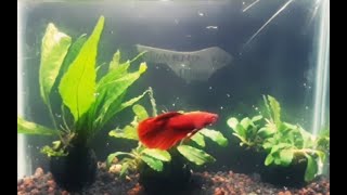 YOUNG BETTAFISH\/CUPANG Halfmoon Super Red Alone Lonely#bettafish