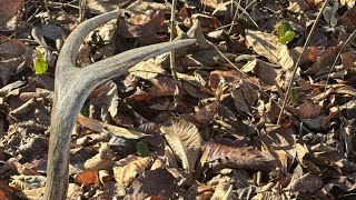 Alabama River Bottom Public Land Whitetails!!