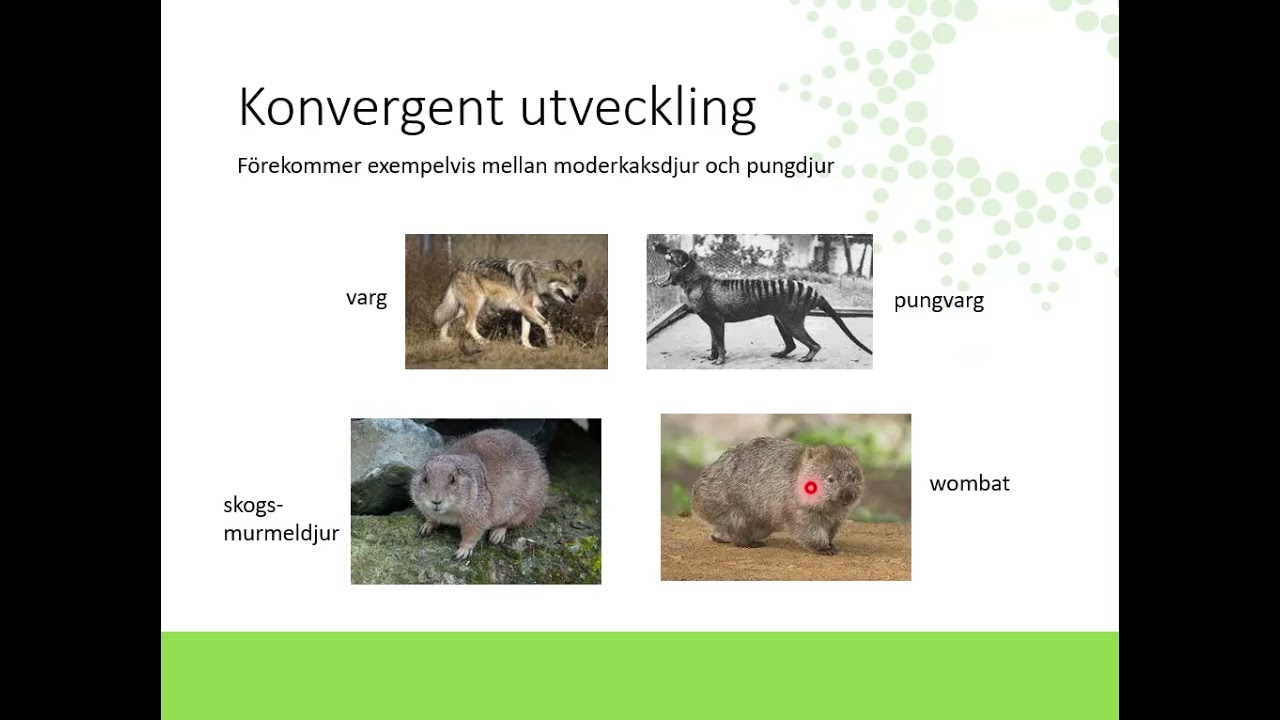 Studera evolutionen (och systematik)