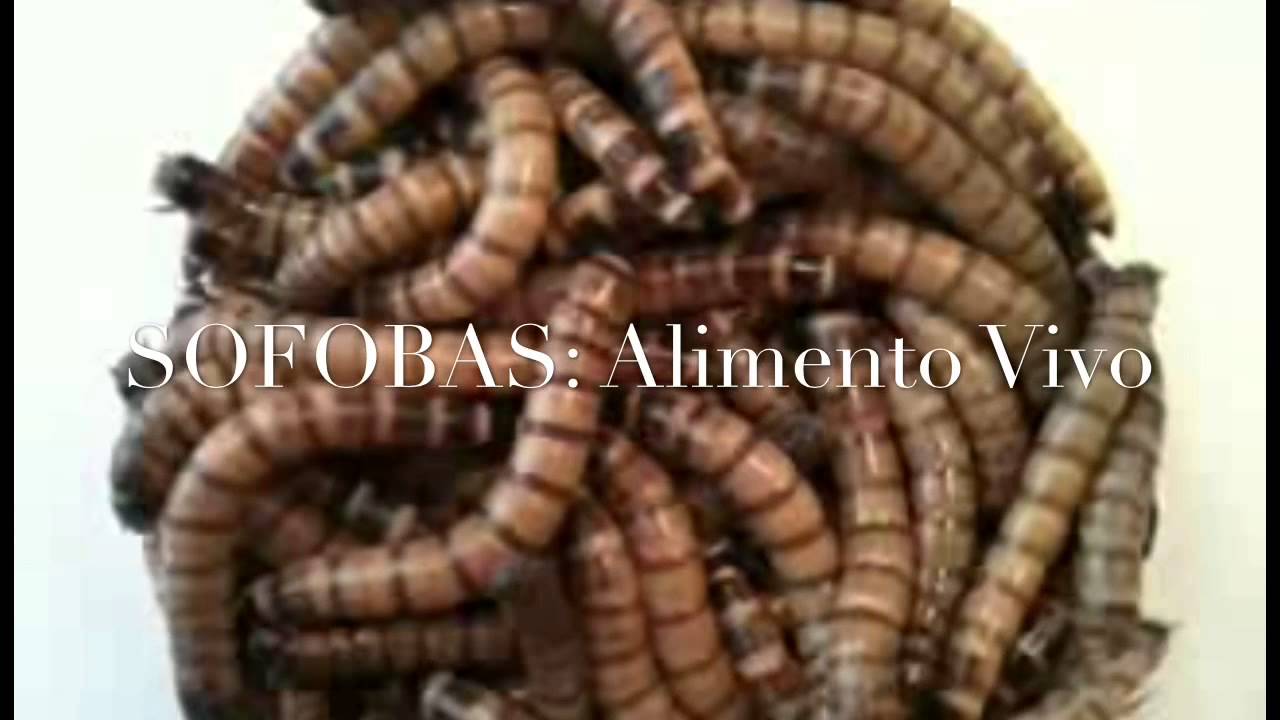 Alimento Vivo Para Reptiles Cerca De Mi
