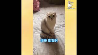 Funny Cat of TikTok Compilations | 😻 Try Not To Laugh Funny Cats And Dogs Clean 🐶 |Ep78