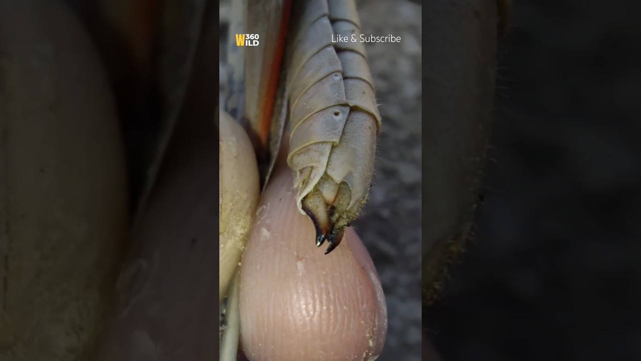 Shocking Seen Revealed 🤯 