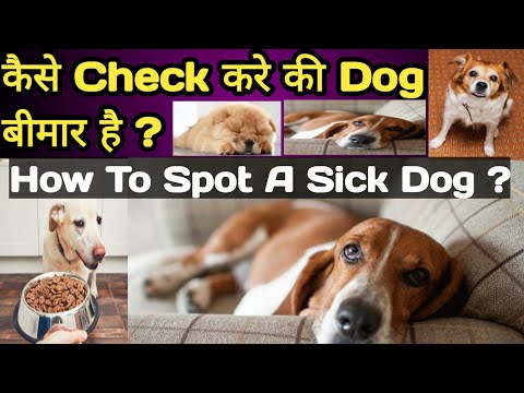 वीडियो: आपके कुत्ते का पीडीए आपको बीमार कर सकता है। यहां से कैसे बचें।