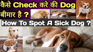 how to spot a sick dog  ? || कैसे पता करे की Dog बीमार है  || Dont Ignore Any Symptoms || Please?