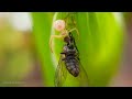 Araniella cucurbitina (Araña) comiéndose una mosca