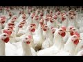 Investment Opportunities in the Zambian Poultry Sector