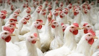 Investment Opportunities in the Zambian Poultry Sector