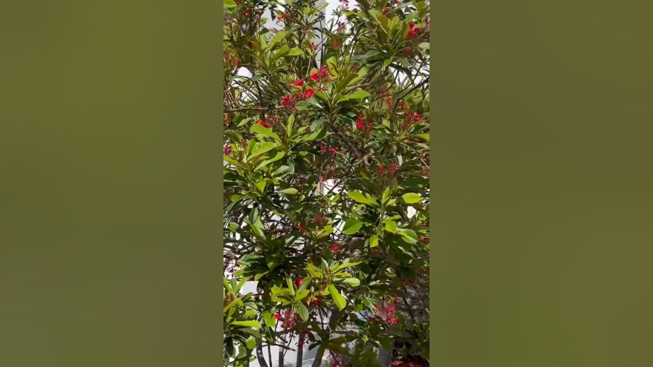 Best plants for spring and summer YouTube