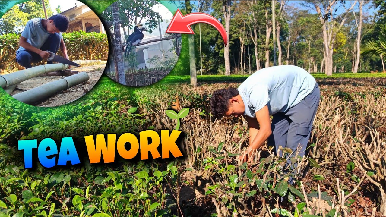 Chai Patti 🌱 Ka Kheti Dekho || Gaon Ka Unfiltered Vlog ✨