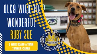 1yo Pit mix (Ruby Sue) Best Dog Trainers in West Virginia!