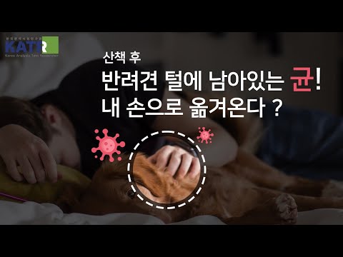   KATR 강아지를 만지고 난 후 내 손에 남아있는 세균 균검출시험 산책 후 강아지 털에 남은 균 국제공인시험기관 한국분석시험연구원KATR