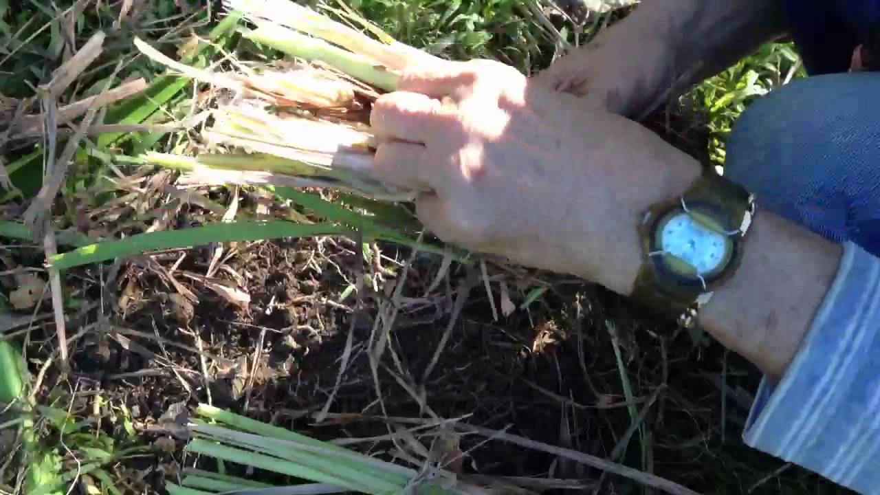 Trim Lemongrass Before Planting YouTube Trim Lemongrass Before Planting YouTube