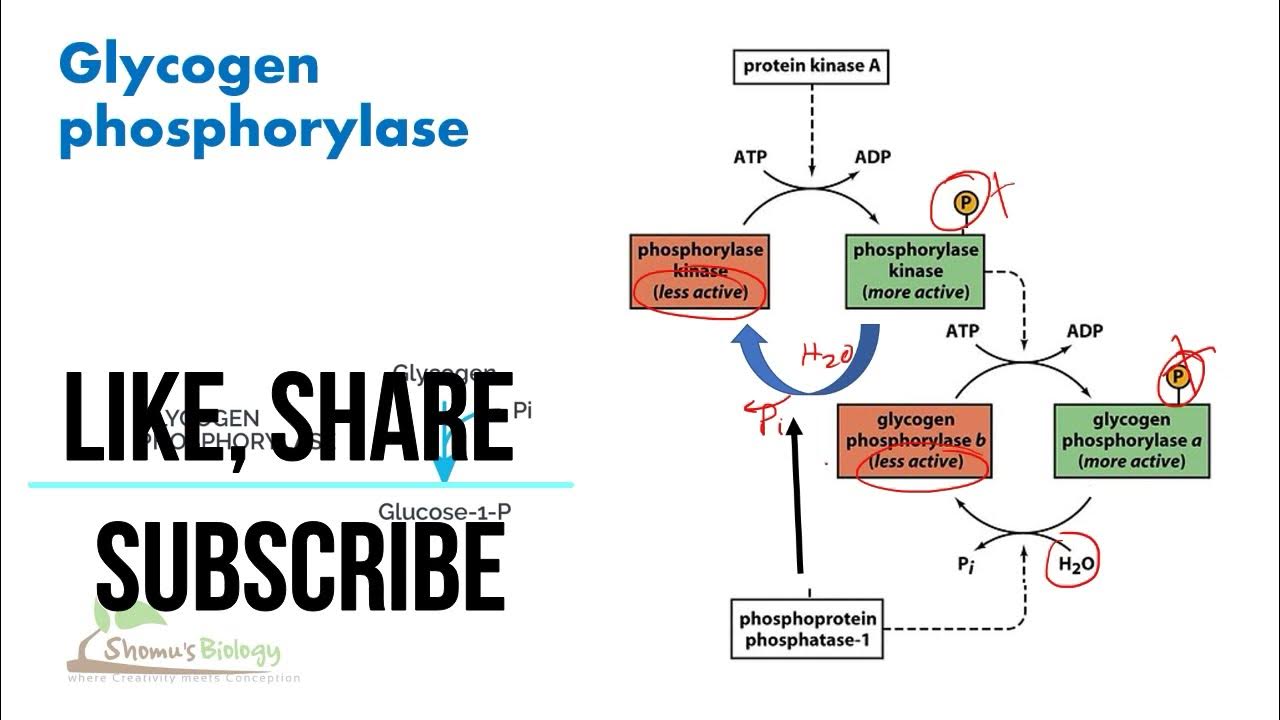 Glycogen phosphorylase regulation YouTube
