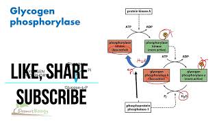 Glycogen phosphorylase regulation