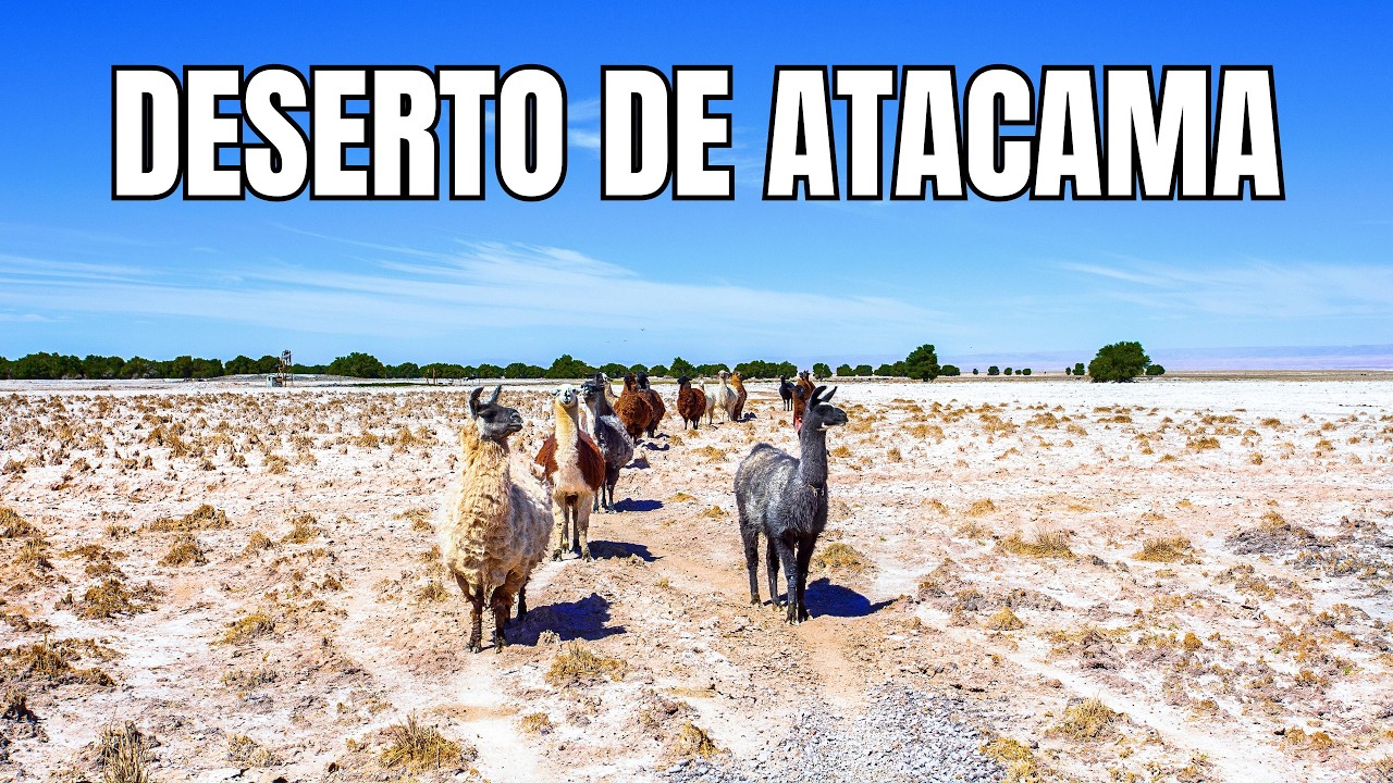 DESERTO DE ATACAMA | A Vida no Deserto Mais Seco do Mundo - Documentário