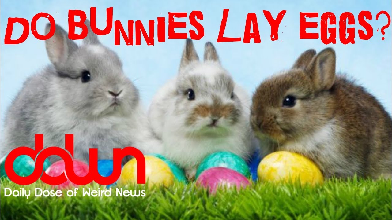 creepypasta anime Do bunnies lay eggs? * Woman marries a tree! * And MORE in this DAILY DOSE OF WEIRD NEWS! #DDWN