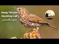 احلى صوت سمن للصيد صوت جديد مجر ب وفع ال Song Thrush Hunting Call 