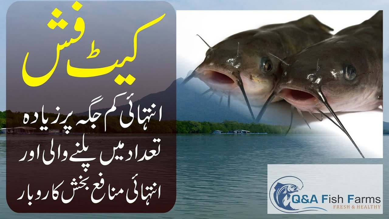 Cat Fish Farming Expense Feed And Seed Video 31 YouTube