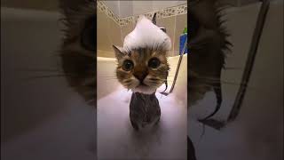 cat taking a bubble bath