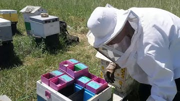 Making Mating Nucs - Queen Rearing 4