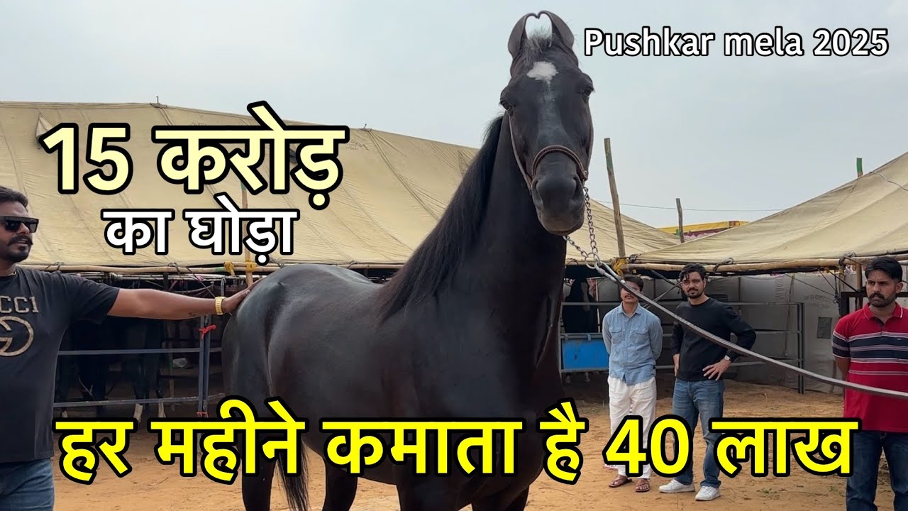 15 करोड़ के घोड़े को देखने उमड़ पड़े लोग | shahbaj horse | gerry gill veer studs | pushkar mela 2025