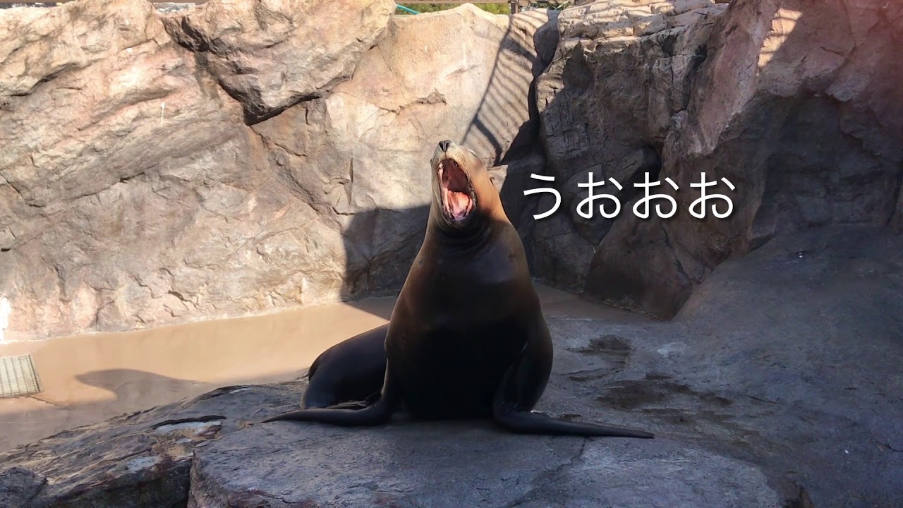 トドの鳴き声 まどろむコマチ Youtube