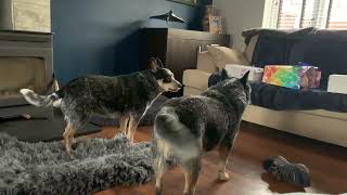 Cattle Dogs Playing