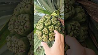 Do You Know This Palm Fruit? I Will Try It Soon.