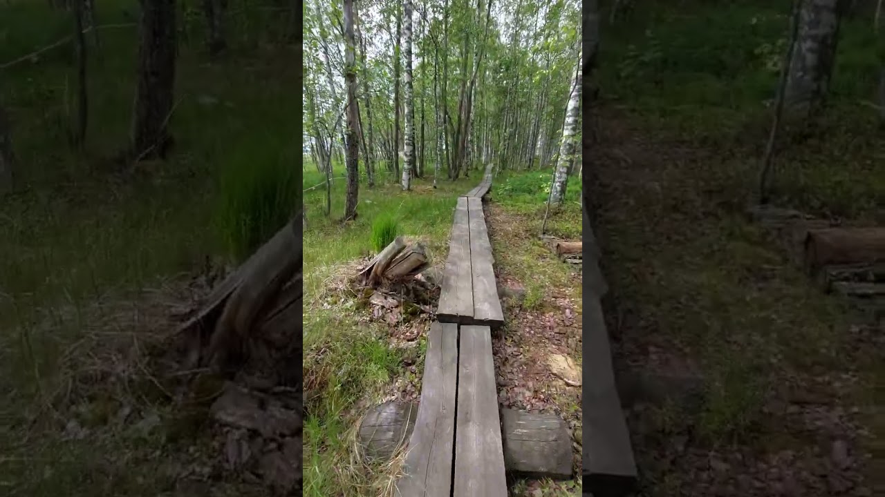 Road to Birdwatching Tower at Joensuu
