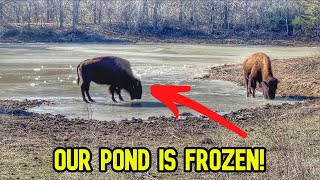 Ponds Are Frozen, Bison Need Some Water! by Cross Timbers Bison 56,008 views 3 months ago 26 minutes