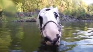 лошадь и пузыри, 2017, interesting video, new fails