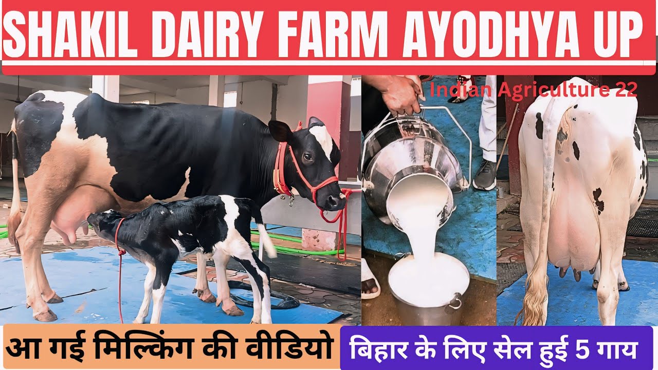 आ गई शकील डेयरी फार्म से मिल्किंग की वीडियो, बिहार के लिए 5 गाय सेल हुई।