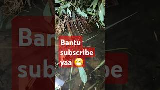 Jebak Ikan gabus masuk prangkap tikus || #mancing #perangkapikantradisional #shortvideo