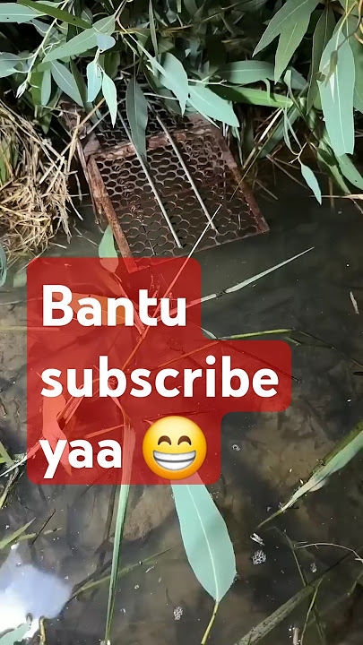 Jebak Ikan gabus masuk prangkap tikus || #mancing #perangkapikantradisional  #shortvideo